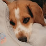 Daisy - @daisy.the.little.beagle - Instagram
