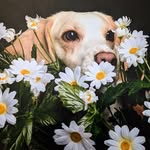 Daisy - @daisytbeagle - Instagram