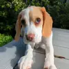 Daisy - @daisythespeagle - TikTok