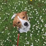 Daisy Maria - @daisy.maria.beagle - Instagram