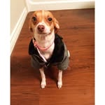 Daisy Paisy - @daisydacheagle - Instagram