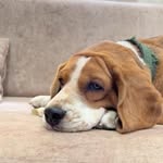 Daisy patel - @_daisy.beagle - Instagram