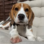 Daisy The Beagle - @daisysbeaglelife - Instagram