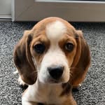 Daisy The Beagle - @daisy.the.beagle25 - Instagram