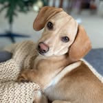Daisy - @thecheagledaisy - Instagram