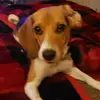 daisybeagle - @daisybeagle21 - TikTok