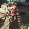 Daisybeagle - @daisybeagle - TikTok