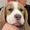 DaisyRooBeagle - @daisyroobeagle - TikTok