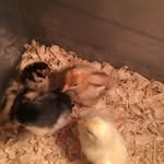 @moly.daisy.eaglelet.pumkin_c - Instagram