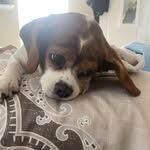Daisy 🐾 - @daisydukesnbeagles - Instagram