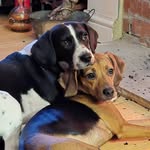 Rosie & Daisy 🌹🐕 - @rosie.daisy.thespeagles - Instagram