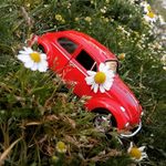 Daisy Season - @daisy_season - Instagram