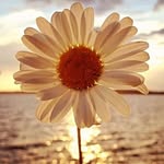 @daisy_seasonlove - Instagram