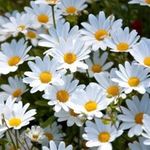 Papatya - @daisyseasons - Instagram