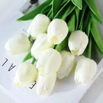 Daisy Aster - Facebook