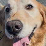 Daisy Elliott - @daisy_dog013 - Instagram