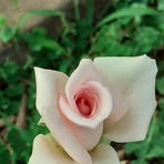 Daisy Enciso - Facebook