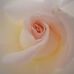 Daisy Engel - Facebook