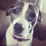 Daisy Erickson - @daisy._.the._.dog._ - Instagram