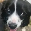 Daisy the cava poo - @daisyericksonthethecavap - TikTok