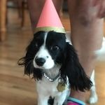 Daisy the cavapoo - @daisyericksonthethecavap - Instagram