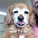 Daisy Dog Ervin - @mydais123 - Instagram