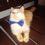 Daisy Daisy - @daisyerwincarpio - Instagram