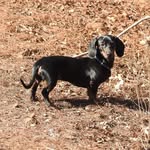 Daisy Erwin - @daisy_the_weiner - Instagram