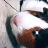 Guinea pigs💜 - @daisyanderwinguineapigs - TikTok