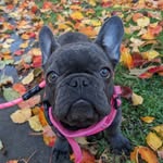 Lazy Daisy Escalera 🐾 - @our.daisygirl - Instagram