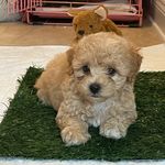 Daisy Espiritu Rosen - @daisy.rose627 - Instagram