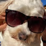 🐾DAISY🐾 - @daisyfarley_ - Instagram