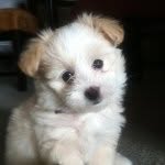 Daisy Marie Farley - @daisy_puppylove - Instagram