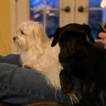 Farley And Daisy - @farleyanddaisy - Instagram