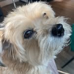 Daisy 💖🐶 - @fellnase._.daisy - Instagram