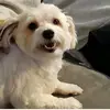 Daisy - @daisyjoyfell - TikTok