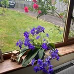 Daisy Fellows - @daisypengfellows - Instagram