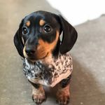 Daisy Ferguson - @oopsie_daisy_daschund - Instagram