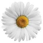 🌼 feria americana daisys 🌼 - @daisys.feria - Instagram