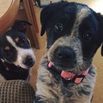 Daisy June & Roscoe Jams - @daisyandroscoeferris - Instagram