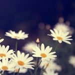 MİRAY - @daisy.field.white - Instagram