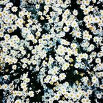 DAISY FIELD - @field.daisy - Instagram