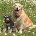 Daisy Field - Facebook