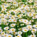Daisy Field - Facebook