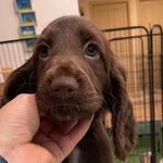 @daisy_the_field_spaniel - Instagram