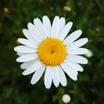 Daisy Fields - @daisy_fieldsx - Instagram