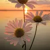 🌼Daisy Fields🌼 - @daisy_fields_ - TikTok