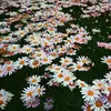 Daisy fields - @hello.kitty.f4gs - TikTok