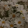 Inactive | Deleted - @daisy.fields.school - TikTok