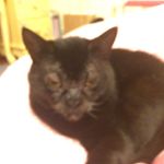 Daisy, Minx, Fish - @3animals.pictures - Instagram